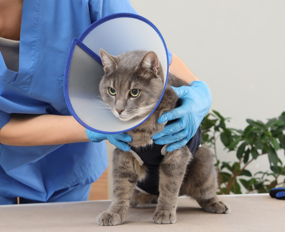 Why neuter your dog or cat? The complete guide