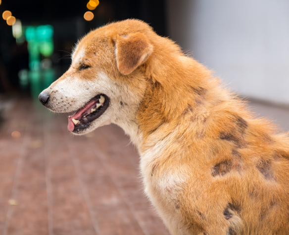 Skin diseases in dogs: causes, symptoms and treatments