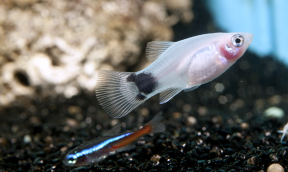 The Central American Biotope