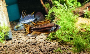 The South American Biotope