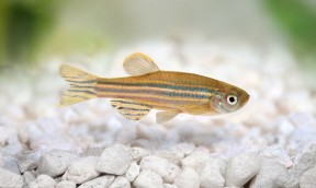 The South-East Asian Biotope