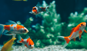 The Goldfish Aquarium, or Coldwater Auarium