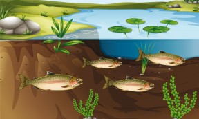 Nitrogen Cycle