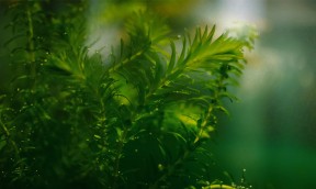 Plants