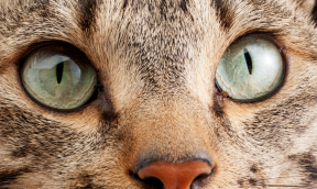 Cleaning a cat’s eyes: best practices and advice
