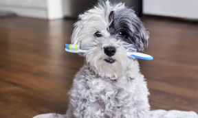 Oral hygiene for dogs: everything you need to know