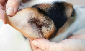 Cleaning your dog’s ears: 6 steps to good ear hygiene
