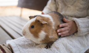 Cobaya o conejillo de Indias