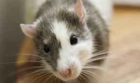 Rats