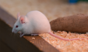 Ratón