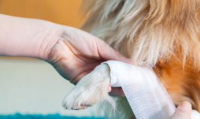 Apteczka pierwszej pomocy dla psów i innych zwierząt - czyli po co nam apteczka dla psa?