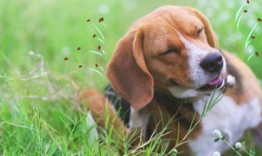 How to protect your dog from parasites ?