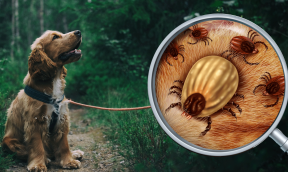 How can I combat internal and external parasites in dogs without using chemicals?