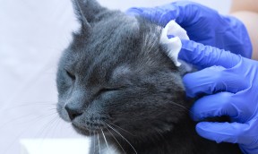 Cleaning a cat’s ears: importance, frequency and technique