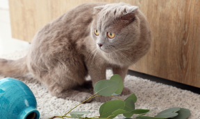 Aliments Complémentaires en Ampoule pour chien et chat !