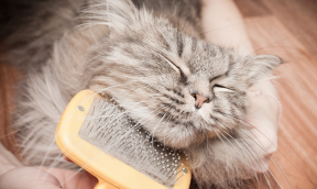 Toilettage du chat : les bonnes pratiques à adopter au quotidien