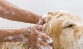 Comment entretenir le poil de son chien ?