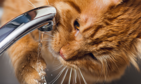How can you keep your cat cool and comfortable in summer?