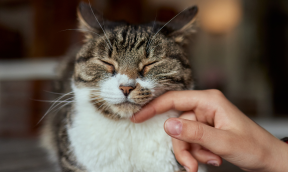 Bien connaître les maladies des chats âgés pour mieux les soigner