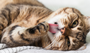 Complementary Food in Vials for Dogs and Cats !