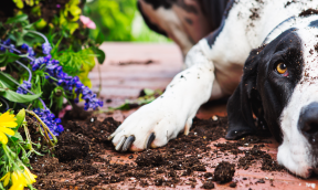 Mon chien détruit tout en extérieur : que faire pour l’arrêter ?