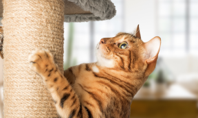 The domestic cat: everything you need to know about your pet cat