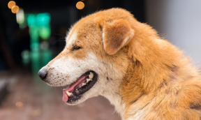 Complementary Food in Vials for Dogs and Cats !