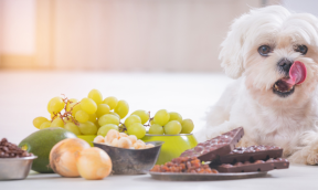 La Grande Odyssée, l'étape 7A sponsorisée par Francodex - Samedi 17 Janvier 2026 !