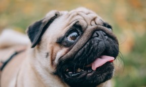 Hypertypes chez le chien et le chat : comprendre les enjeux pour mieux adopter et mieux accompagner