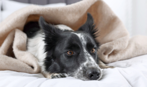 Traitement de l’arthrose du chien : les solutions pour apaiser la douleur et préserver la mobilité
