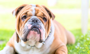 SORB chez le chien : comprendre le syndrome obstructif respiratoire du brachycéphale