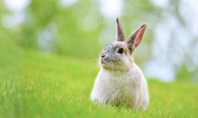 Arrêt du transit chez le lapin : signes d’alerte, causes et traitement
