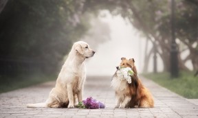 Spray No Flirt dla Psów