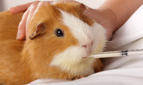 Feeding Syringes for Rodents and Birds
