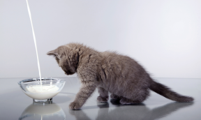 Complete Milk Formula & Feeding Bottle