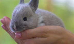 Lotion Insectifuge pour Petits Mammifères