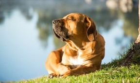 Colliers PREVENDOG®