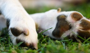 Baume Coussinets et Truffe