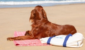 Les produits pour chiens indispensables pour l’été !