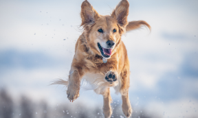 Nos indispensables de l’hiver pour votre chien