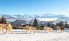 La Grande Odyssée, l'étape 7A sponsorisée par Francodex - Samedi 17 Janvier 2026 !
