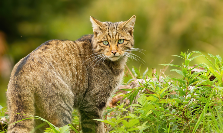 Codex Cat Everything you need to know about domestic cats | Francodex