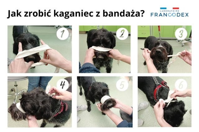 Apteczka dla psa - jak zrobić kaganiec z bandaża (schemat)