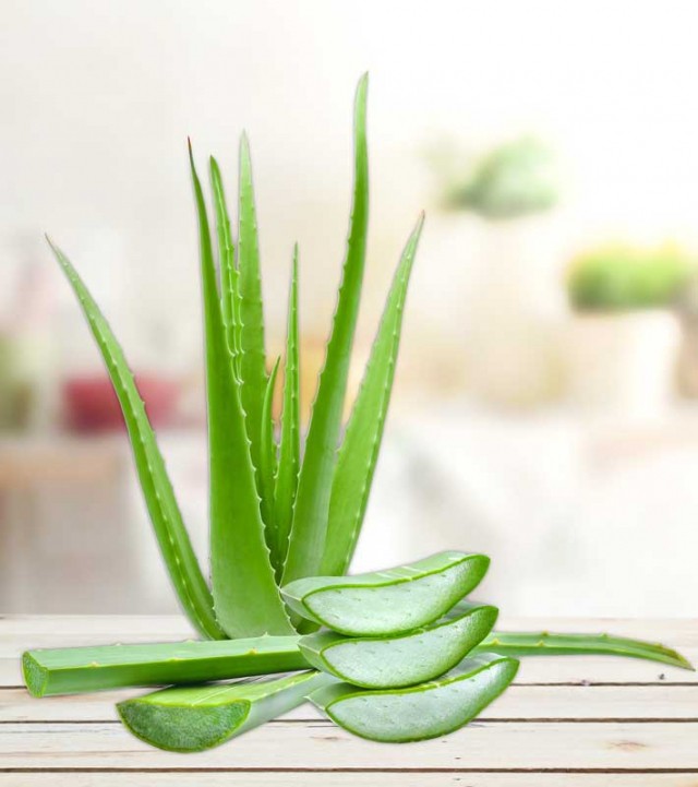 Aloe Vera