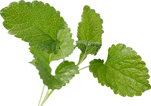 Citronella