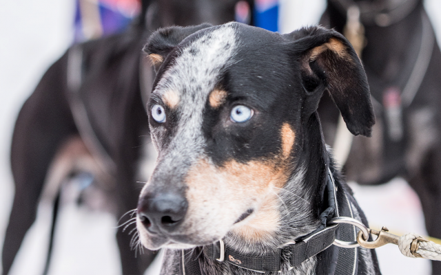 Le Scandinavian Hound - © Benoit Diacre