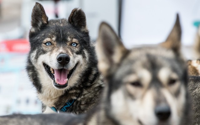 L’Alaskan Husky - © Benoit Diacre