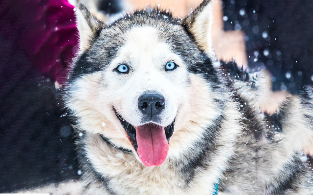 Le Husky de Siberie - © Vincent Piccerelle