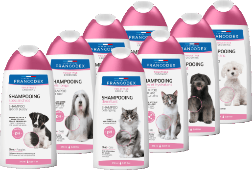 Shampooings classiques