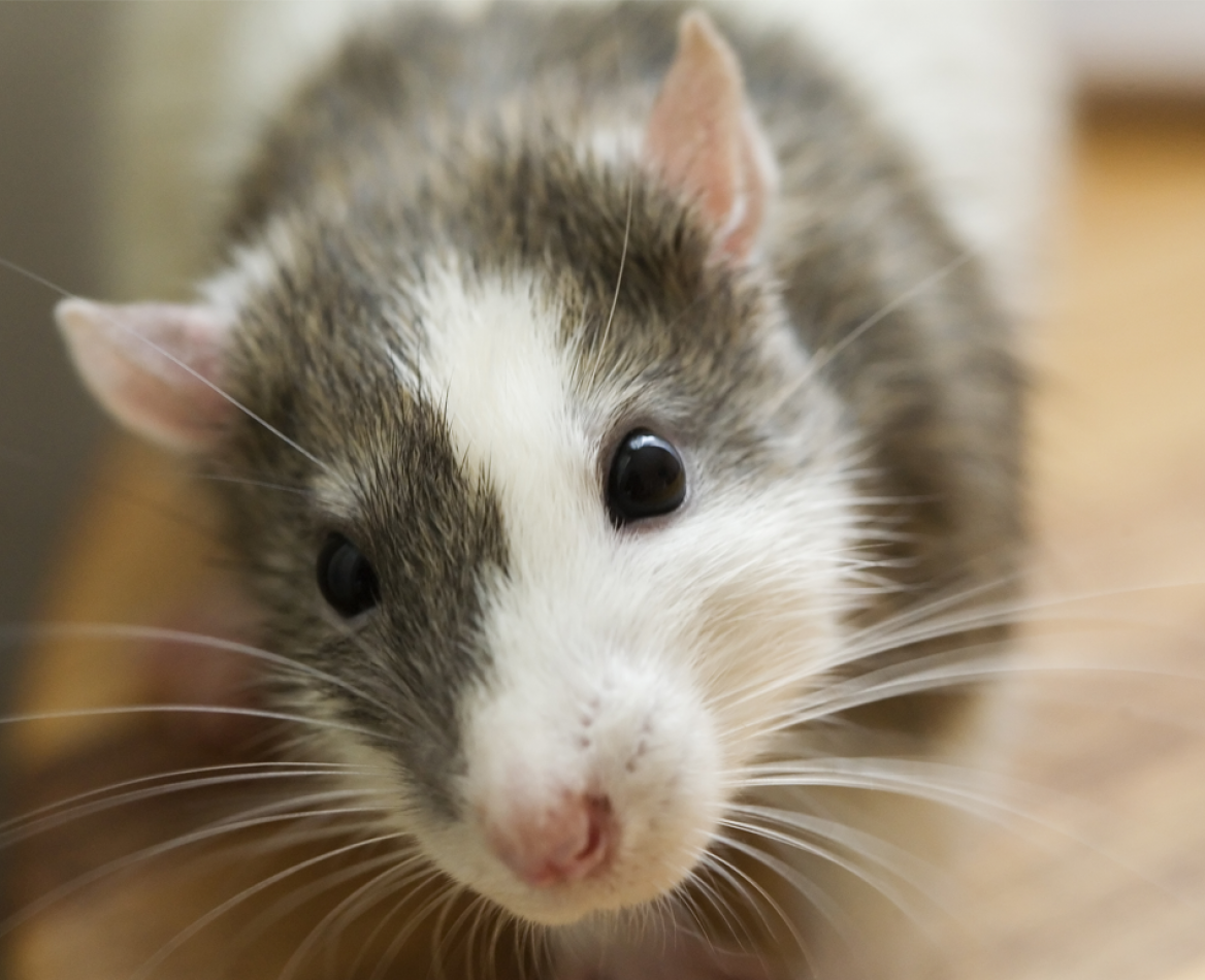 szczur-domowy-laboratoire-francodex